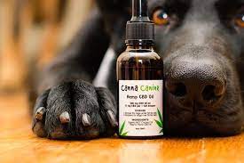 Benefits of Using CBD For Dogs